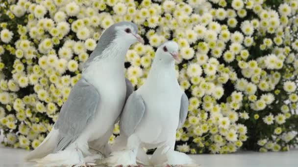 배경에 아름다운 비둘기 — 비디오