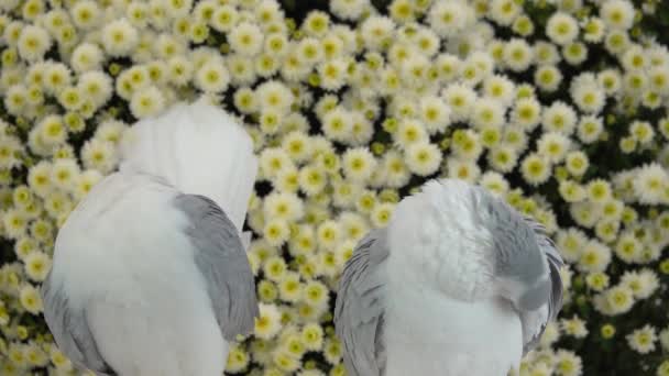 白い菊の背景に美しい白いハト — ストック動画