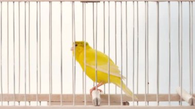 ibikli kanarya kafes şarkısını söylüyor
