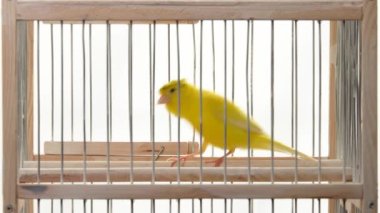 ibikli kanarya kafes şarkısını söylüyor