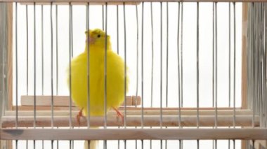 canary grooming itself cleaning feathers