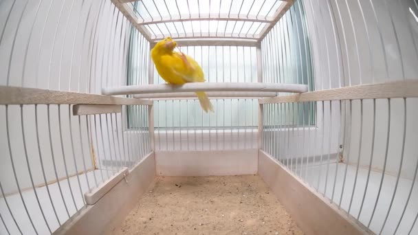 Kanarienvogel Bürstet Seine Federn — Stockvideo