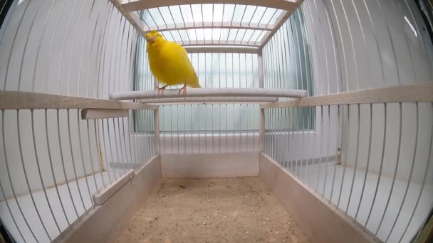 Crested Canary Sings Its Cage Song — Αρχείο Βίντεο
