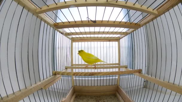 Kanarienvogel Bewegt Sich Auf Einer Kachel Auf Weißem Hintergrund — Stockvideo