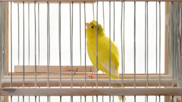 Crested Canary Sings Its Cage Song — Stock Video