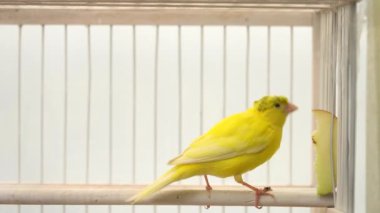 crested canary eating an apple in a cage