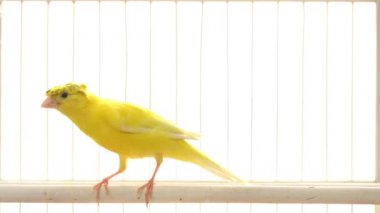 beyaz arka planda kafesinde zıplayan kanarya.