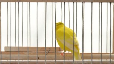 ibikli kanarya kafes şarkısını söylüyor
