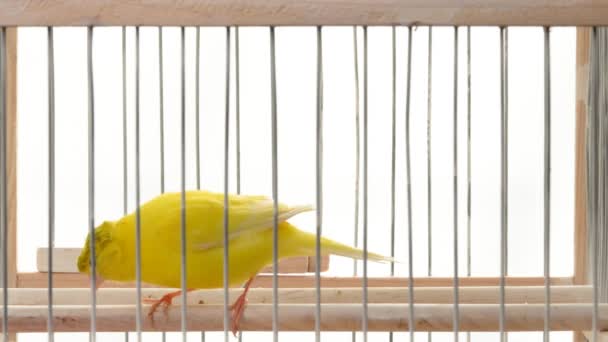 Crête Canari Sautant Sur Cage Sur Fond Blanc — Video