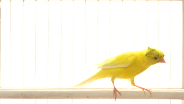 金丝雀在白色的背景上跳上鸟笼 — 图库视频影像