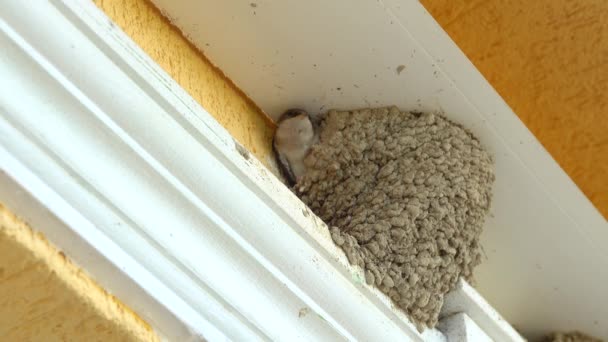 Little Alpine Swift Apus Melba Looks Out Nest Roof House — 图库视频影像