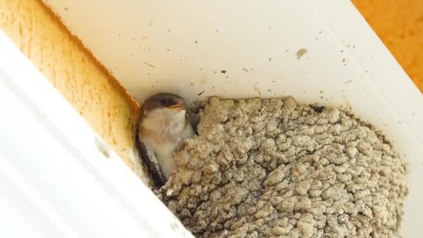 Little Alpine Swift Apus Melba Looks Out Its Nest Roof — ストック動画