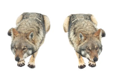 Karda yatan iki gri kurt beyaz arka planda izole edilmiş.