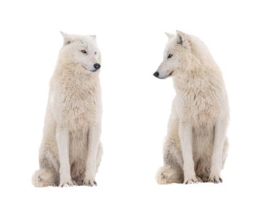 İki kutup kurdu birbirlerini beyaz arka planda izole ederler.