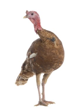 Kırmızı hindi beyaz arka planda izole edilmiş.