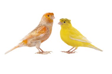 two canaries isolated on white background