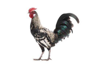 Güzel horoz beyaz arka planda izole