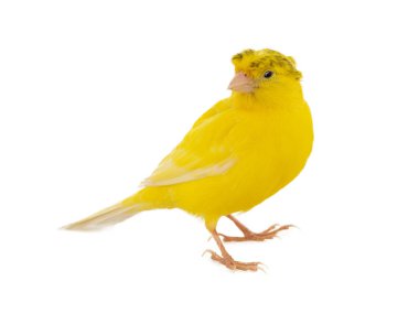 crested canary isolated on white background clipart