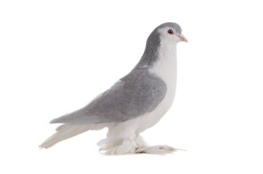male lahore pigeons isolated on white background