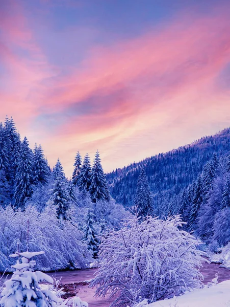 Albero Coperto Neve Piedi Sera Sullo Sfondo Della Foresta Inverno — Foto Stock
