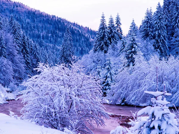 Verschneiter Baum Der Winter Abends Vor Dem Hintergrund Des Waldes — Stockfoto