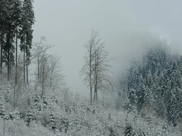 Laubbäume Die Hoch Den Bergen Vor Dem Hintergrund Fallenden Nebels — Stockfoto