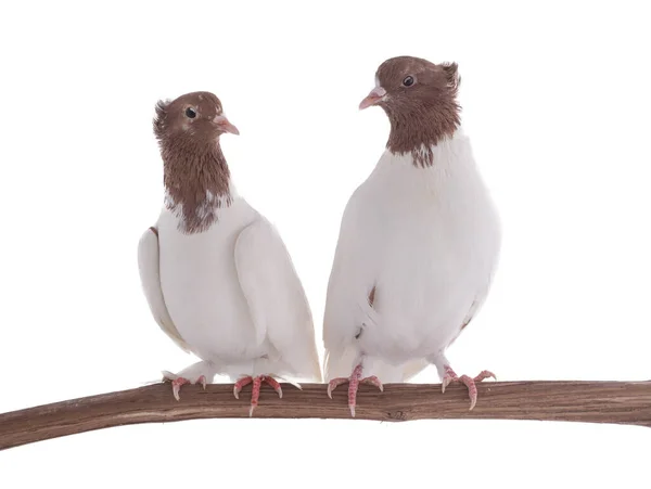 배경에 떨어져 나뭇가지에 두루미 비둘기 — 스톡 사진