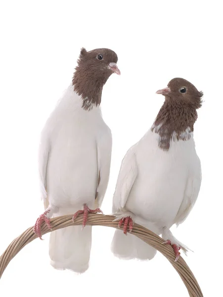 Irańskie Gołębie Siedzące Wygiętej Winorośli Odizolowane Białym Tle — Zdjęcie stockowe