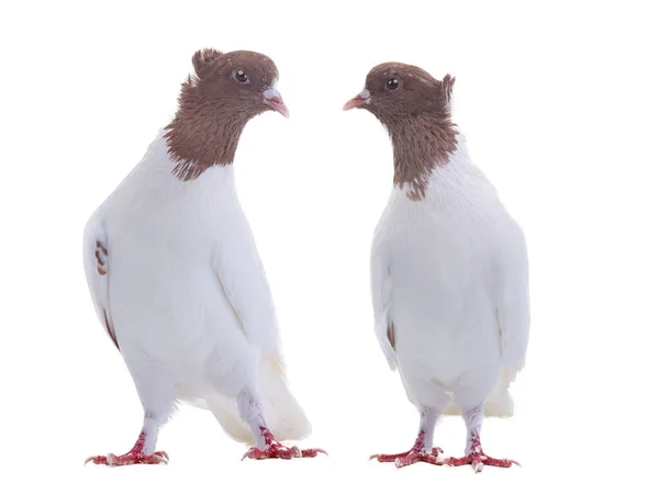 Two Doves Isolated White Background — Stock Photo, Image