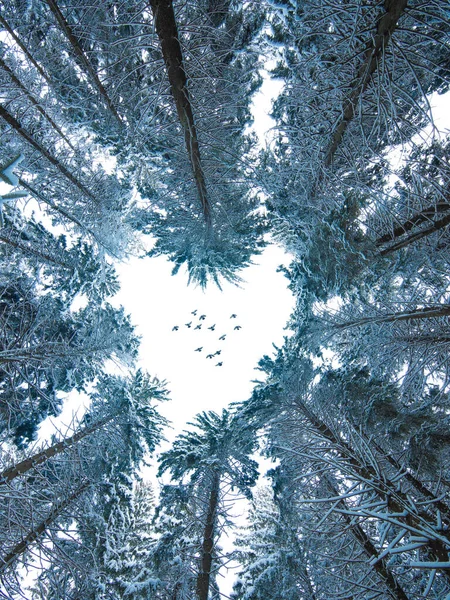 Pombos Voam Contra Fundo Uma Floresta Nevada — Fotografia de Stock