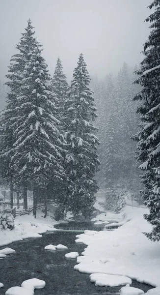 Sneeuwen Synevyr National Reserve Tereblya Rivier Oekraïne — Stockfoto