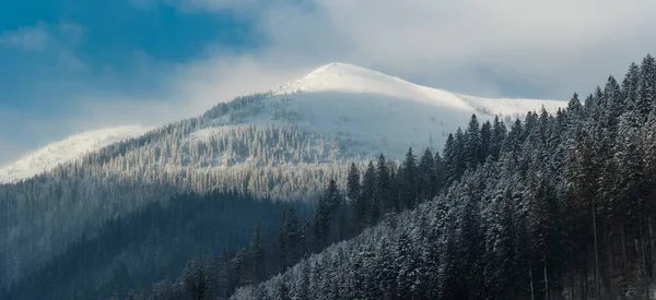 山の背景に雪の森 自然保護区の同期 — ストック写真