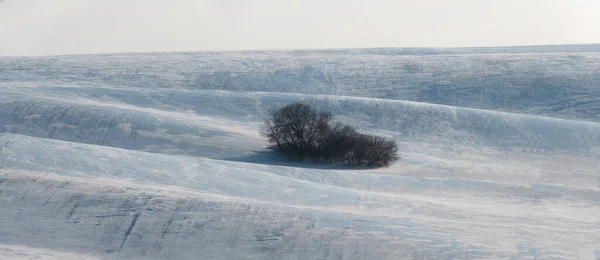 树木矗立在雪地上 — 图库照片