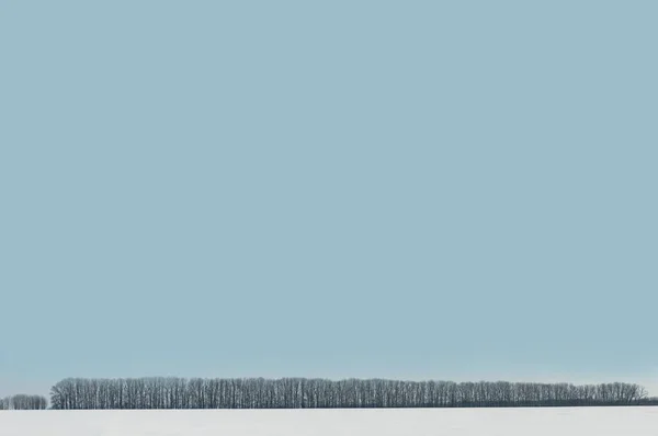 Svarta Konturer Träd Vid Horisonten Vintern — Stockfoto