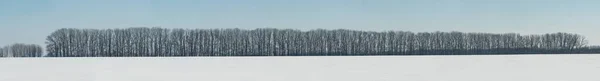 겨울에는 지평선에 나무숲이 펼쳐져 — 스톡 사진