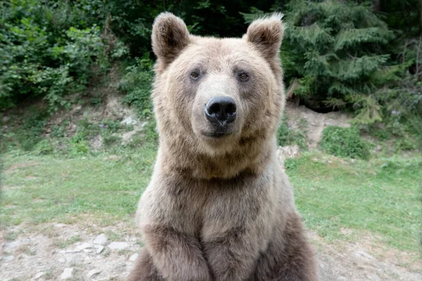 Ritratto Orso Bruno Uno Sfondo Foresta — Foto Stock