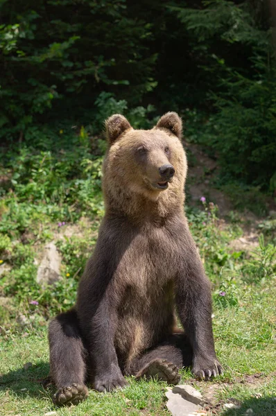 Oso Pardo Sienta Fondo Del Bosque — Foto de Stock