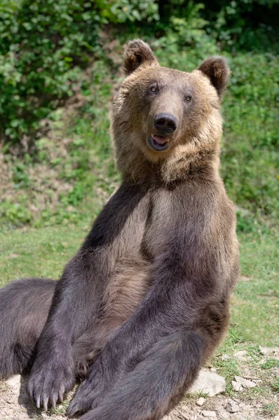 Бурый Медведь Сидит Фоне Леса — стоковое фото