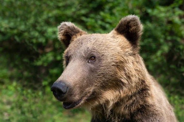 Portrait Large Brown Bear Fly Sitting Eye — Stock Photo, Image