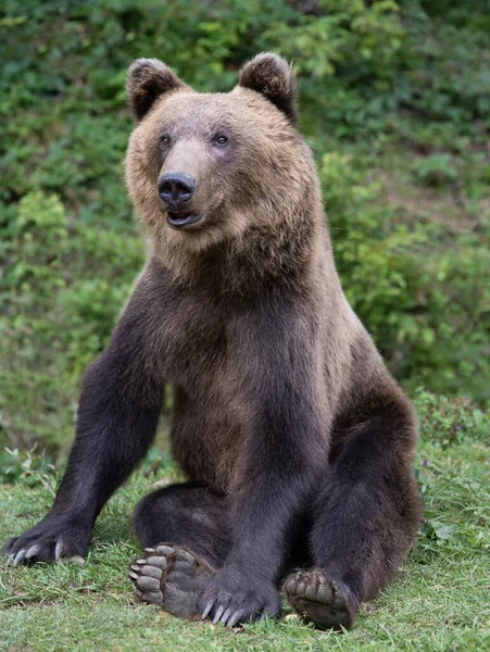 Bruine Grote Beer Zit Achtergrond Van Het Bos — Stockfoto