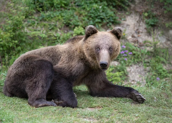 Бурый Большой Медведь Лежит Фоне Леса — стоковое фото
