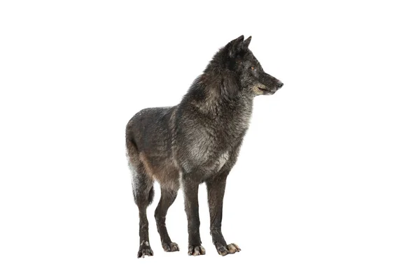 Zwarte Canadese Wolf Geïsoleerd Witte Achtergrond — Stockfoto