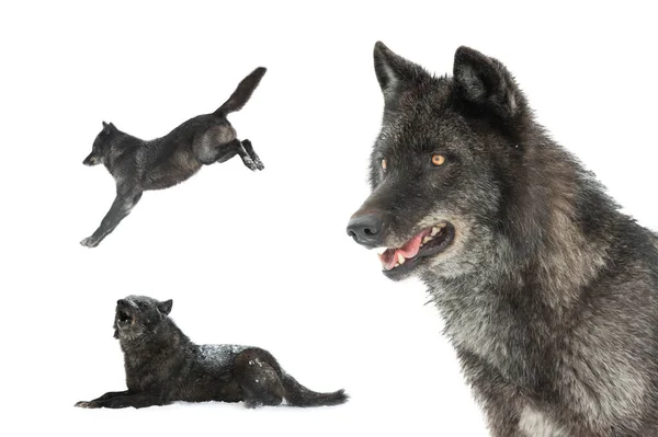 Retrato Lobo Negro Canadiense Aislado Sobre Fondo Blanco —  Fotos de Stock