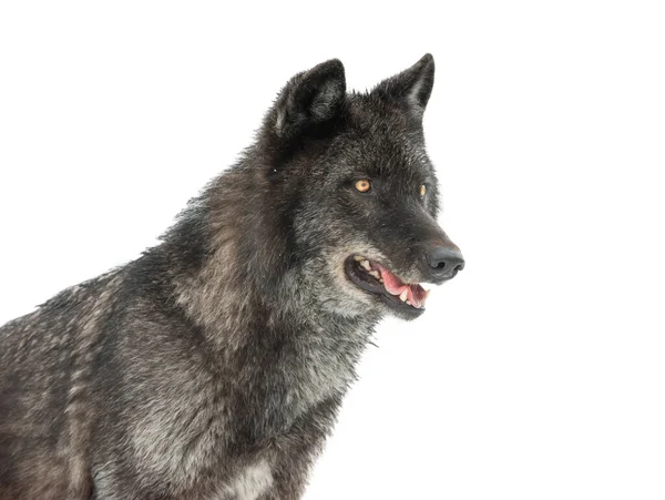 Portré Fekete Kanadai Farkas Elszigetelt Fehér Háttér — Stock Fotó