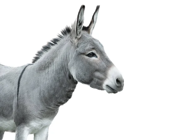 Burro Retrato Aislado Sobre Fondo Blanco — Foto de Stock