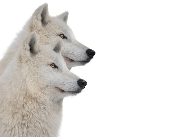 Retratos Lobos Polares Aislados Sobre Fondo Blanco —  Fotos de Stock