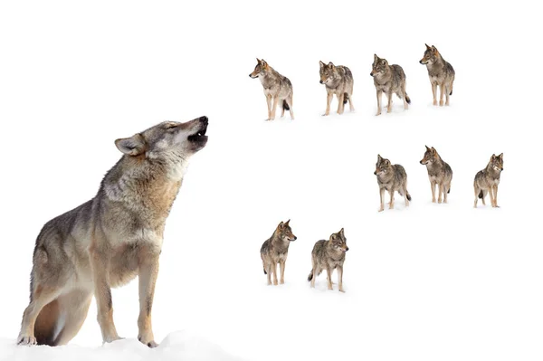Huilende Grijze Wolf Achtergrond Van Een Wolvenroedel — Stockfoto