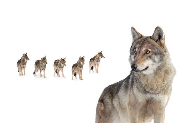 old she-wolf on the background of a pack of wolves