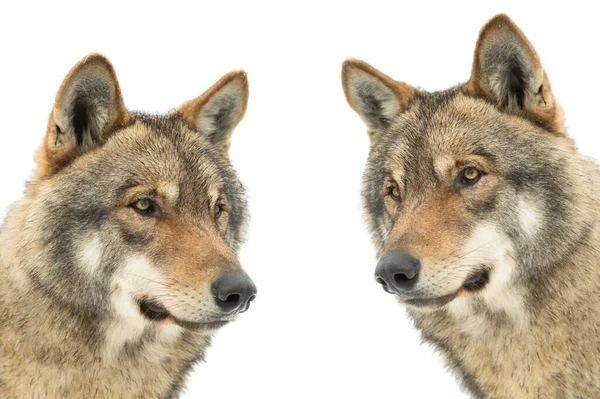 Retratos Lobos Grises Aislados Sobre Fondo Blanco — Foto de Stock