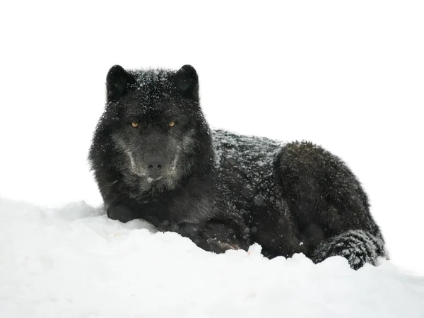 Lying Snow Canadian Black Wolf Isolated White Background — стокове фото